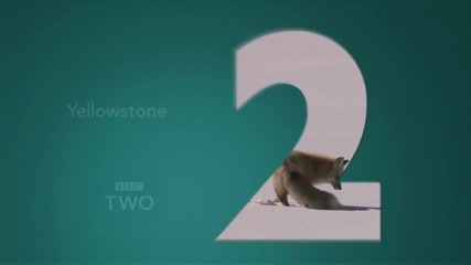 Amazing Fox Snow Dive 