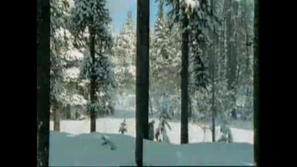 Siberian Tigers - David Attenborough