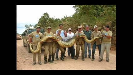 strange creatures and huge animals