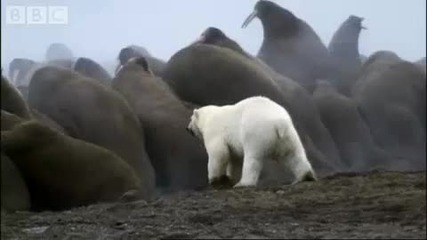 Полярни мечки срещу колония от моржове Bbc - Planet Earth 