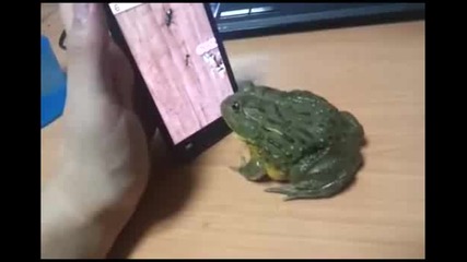 Жаба играе на електронна игра