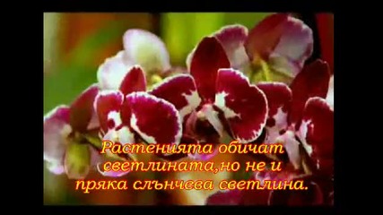 Цветята - Орхидеите - съвети и грижи