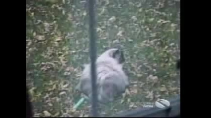 Смешни и луди котки