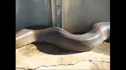 World Largest Snake Found Dead 