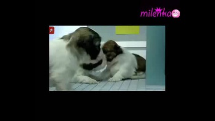 Забавно Видео Със Животни