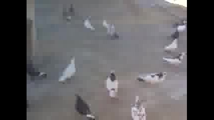 Гълъбите на М. Сараеца от ковачево