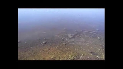 с мухарка за бели мрени -