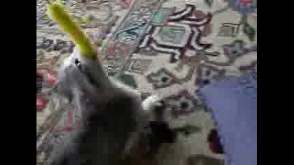 Котки Си Играят С Играчки