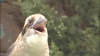 kookaburra 