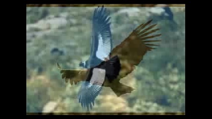El Condor Pasa