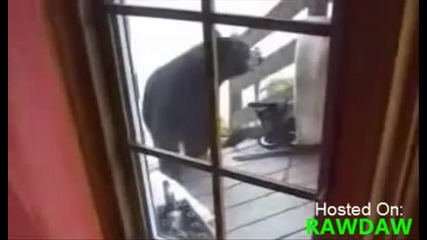 Котка предпазва майка и бебе от Мечка Гризли!