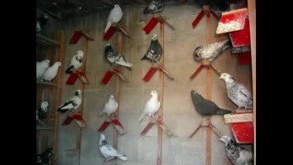 Гълъби на Тошо - Doctora от Франция xvid 
