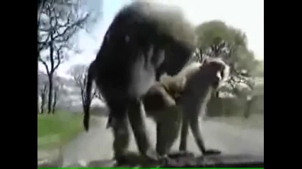 Не им пука! Смях 