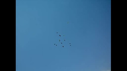 rollers pigeons from Bulgaria - " Burgas premetach "