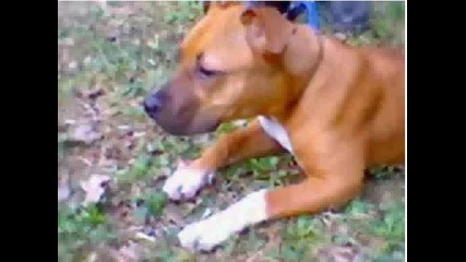 Qki pitbulli