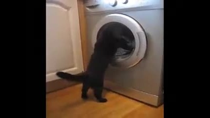 Котка срещу пералня 