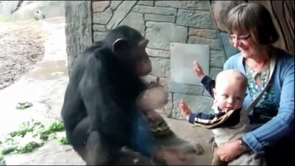 Маймуна чука през стъклото на бебе - Смях
