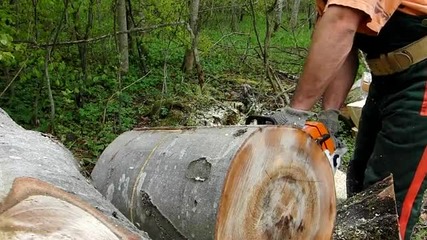 Stihl Ms 260 in Action 