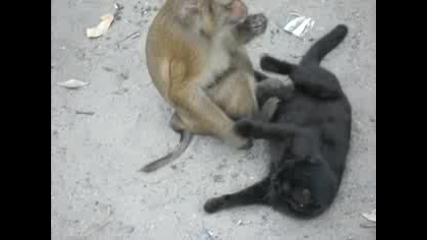 Маймунка Пощи Котка