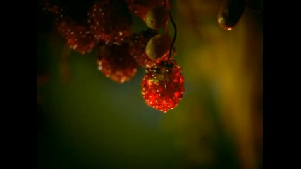 Sade - By Your Side