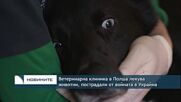 Ветеринарна клиника в Полша лекува животни, пострадали от войната в Украйна