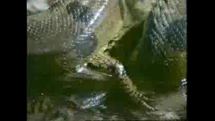 Огромна Змия Гълта Кайман