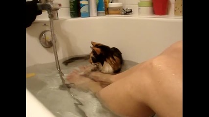 Много Сладка Котка Се Къпе Във Вана !! * Голям смях * 