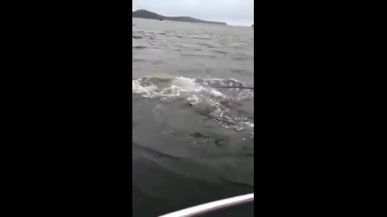 Морски лъв остави без тлъст улов рибар!