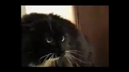Talking Cat
