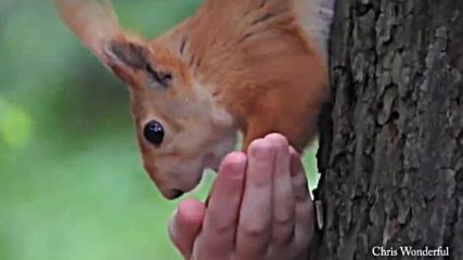 Chris Wonderful - A moment of nature _ Peaceful _ Relaxing Instrumental Music