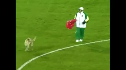Куче нахлу на терена и спря мач в Колумбия