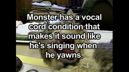 Пееща Котка