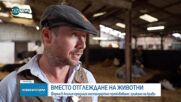 Ферма в Англия предлага нестандартно преживяване - гушкане на крави
