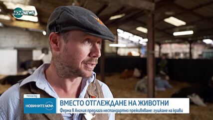 Ферма в Англия предлага нестандартно преживяване - гушкане на крави