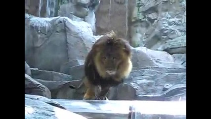 Лъв захапва треньора си в Зоопарк във Вегас 