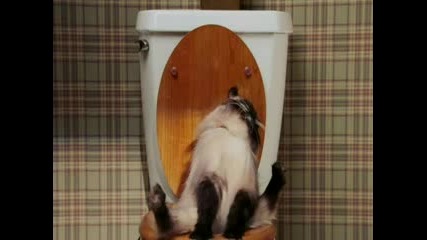 Котка В Тоалетната