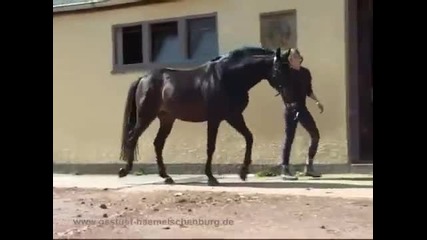 Жребец Порода ~ Trakehner