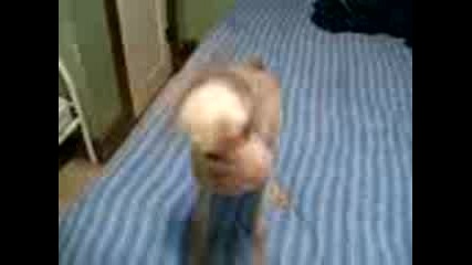 Dog Malfunction
