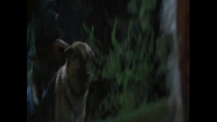 Werewolf vs Dog