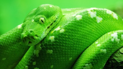 Защо изпитваме страх от змии
