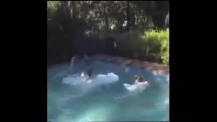 Куче прави бели !!! ;d 