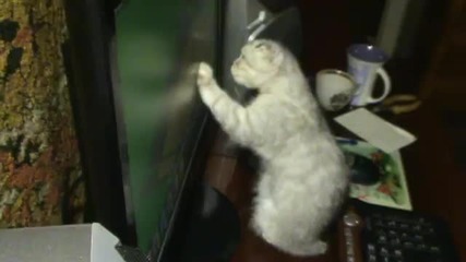 Котката със страшните истории си играе с монитора!