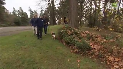 Pitbull Searches for Lost Cat _ Must Love Cats