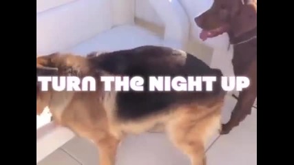 Enrique`s Dog Lucas Makes A Music Video For "turn The Night Up"