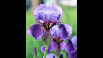 Akon ft. T - Pain - In Ain`t Me [flowers]