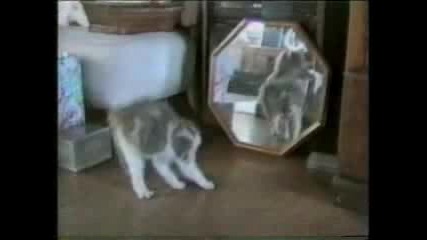 Много Забавни Котки !! 
