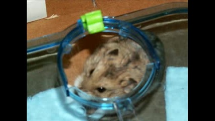 My Hamsters