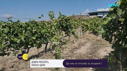 Трудна година за лозарите: Ниски изкупни цени и растящи разходи
