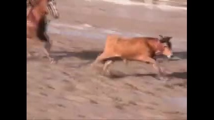 Deadly Rodeo Steer Busting - - An American Embarrassment 