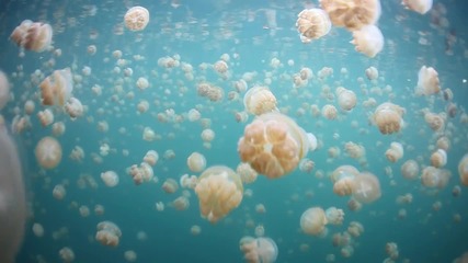 Сред медузи